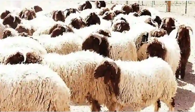 وقف بيع المواشي في السعودية وتطبيق آلية جديدة لبيع المواشي بمختلف أنواعها 