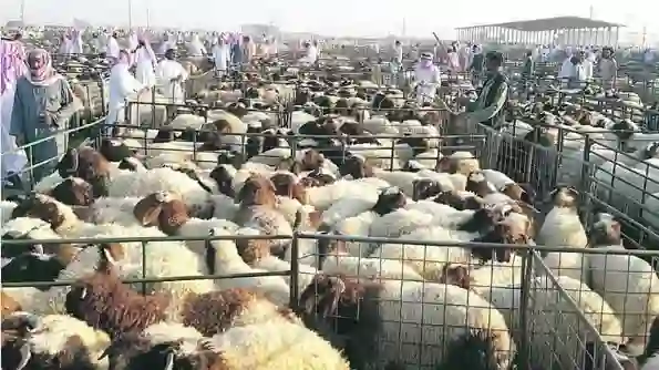 السعودية تعدل طريقة بيع اللحوم في المملكة 